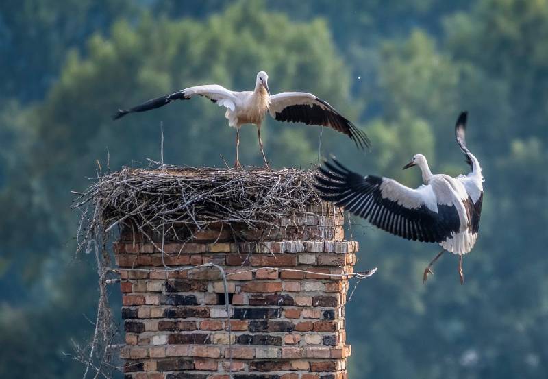 Expert Chimney Animal Removal in Wilmette, IL Professional Chimney Animal Removal Services in Wilmette, Illinois