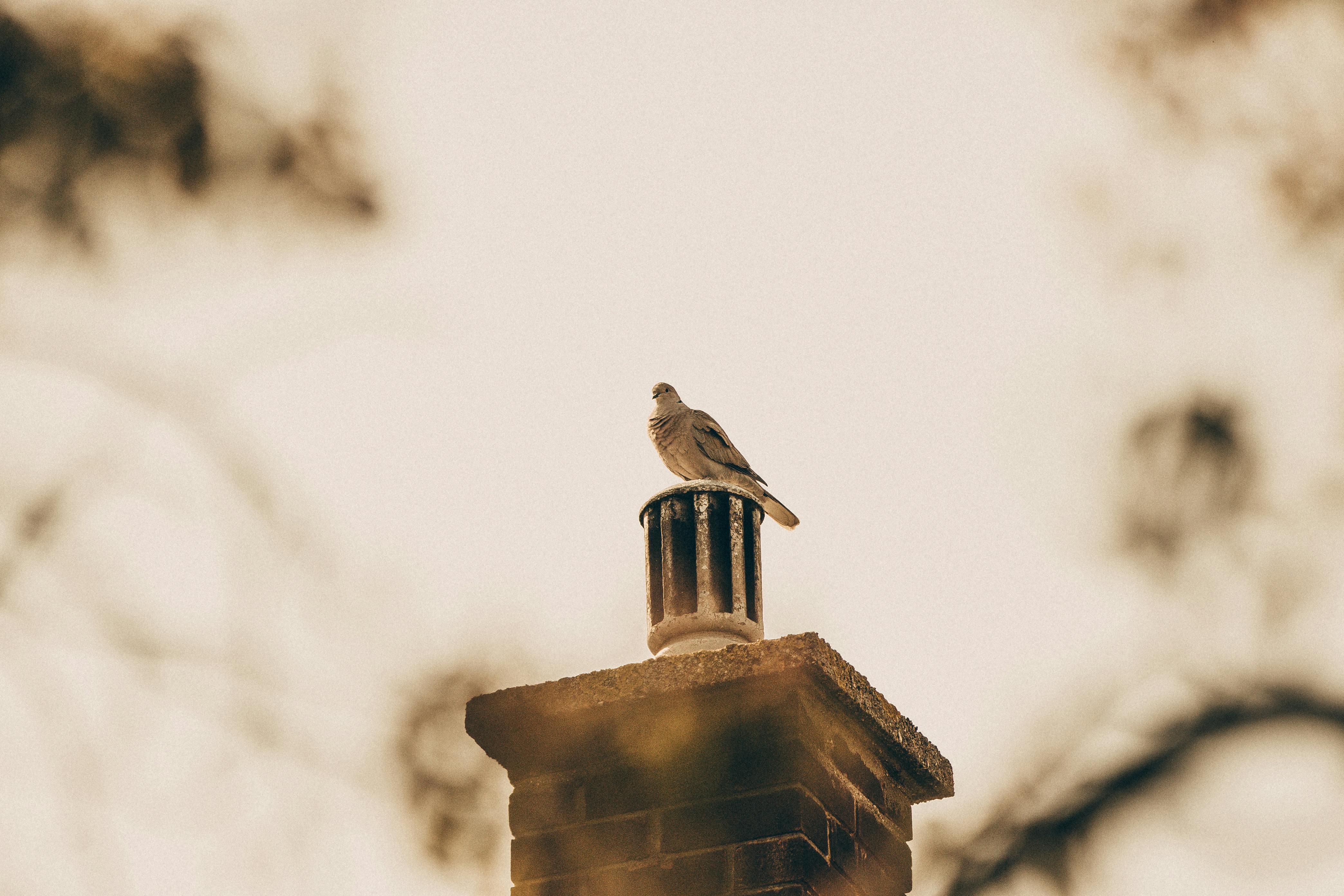 Quality Chimney Caps and Dampers Installation in Wilmette, IL Professional Chimney Cap and Damper In Wilmette Illinois